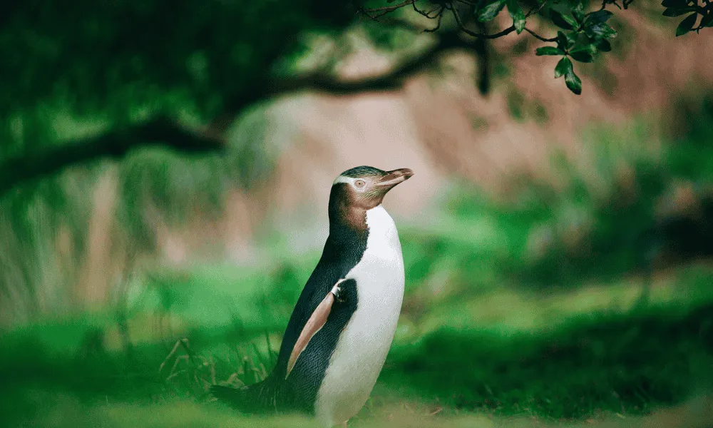 Otago Peninsula Tour Dunedin | Everything New Zealand-4