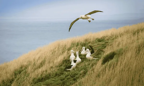 Small Group Peninsula Encounters Tour in Dunedin