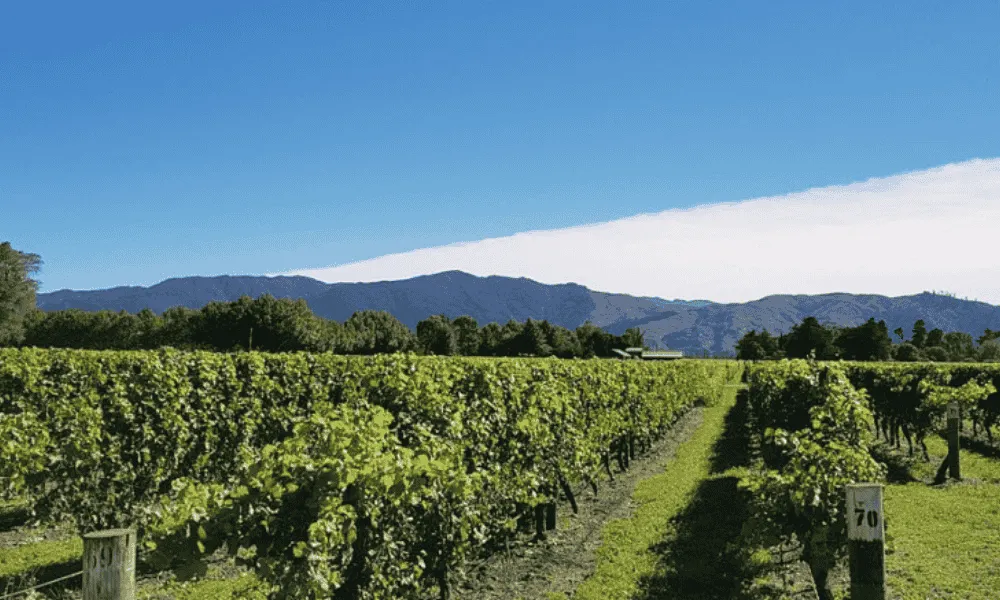Half Day Afternoon Wine Tour | Marlborough | Everything New Zealand-1