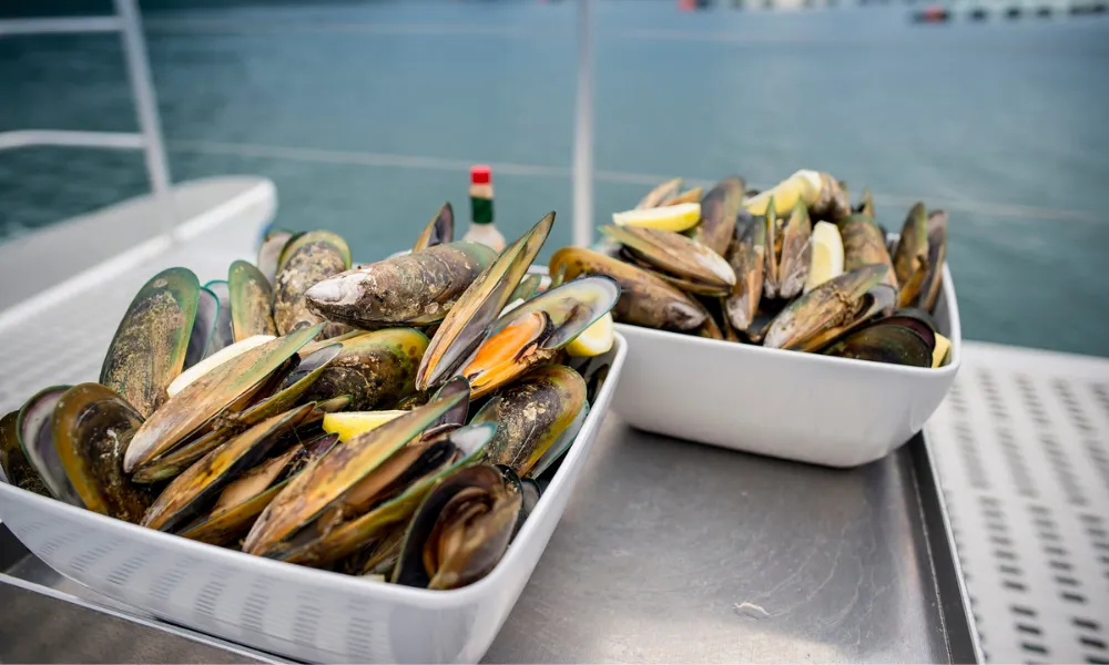 Seafood Odyssea Cruise Picton | Everything New Zealand-9