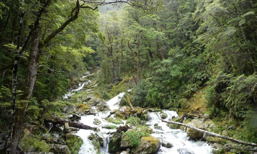 Half Day Tour - Guided Nature Walks, Queenstown | Everything New Zealand-6