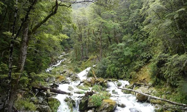 Half Day Routeburn Guided Walk
