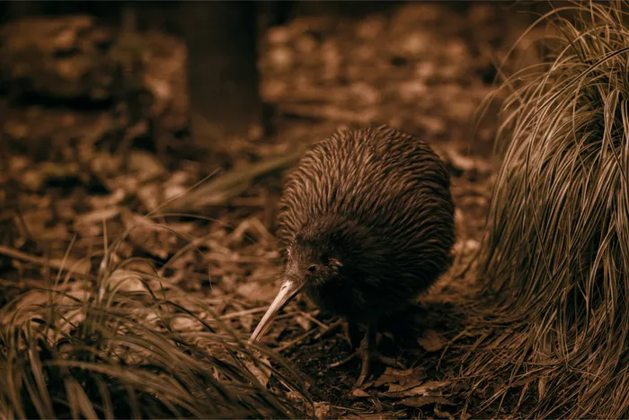 Rotorua Geothermal Experience | Everything New Zealand-4