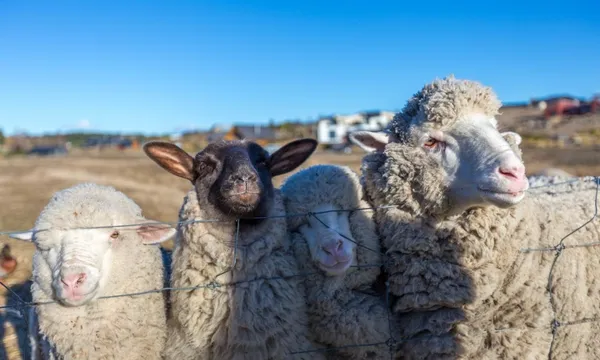 High Country Farm Tours (Carbon Positive) 