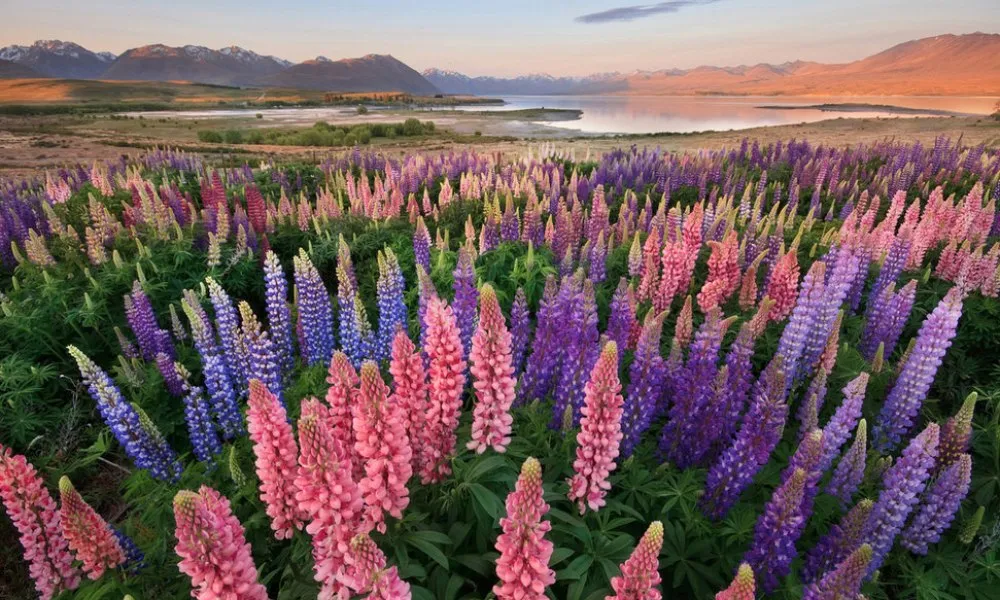 Lake Tekapo Farm Tour | Everything New Zealand-4