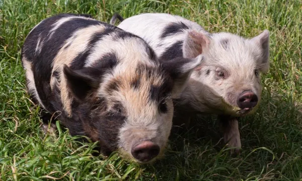 High Country Farm Tours (Carbon Positive) 