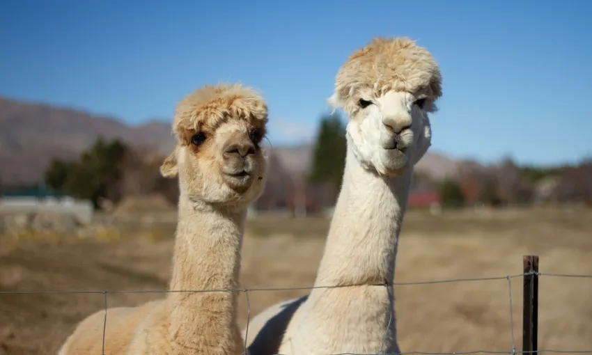 Lake Tekapo Farm Tour | Everything New Zealand