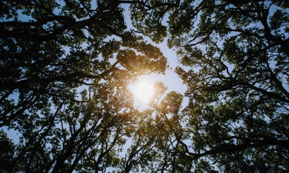 Rangitoto Island Volcanic Explorer Tour, Auckland - Adrenaline-6