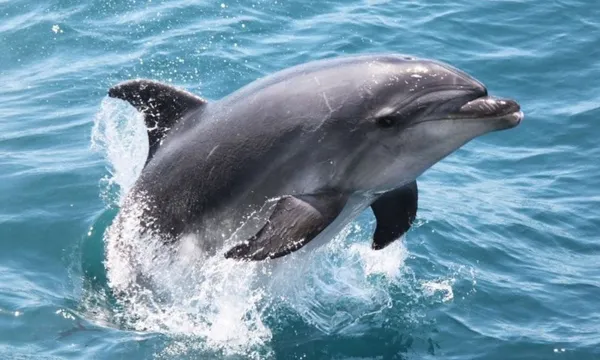 Dolphins Cruise in Kaikoura
