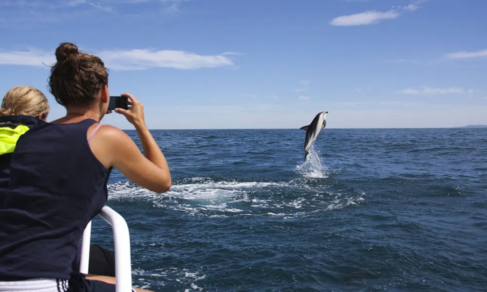 Dolphins Cruise in Kaikoura
