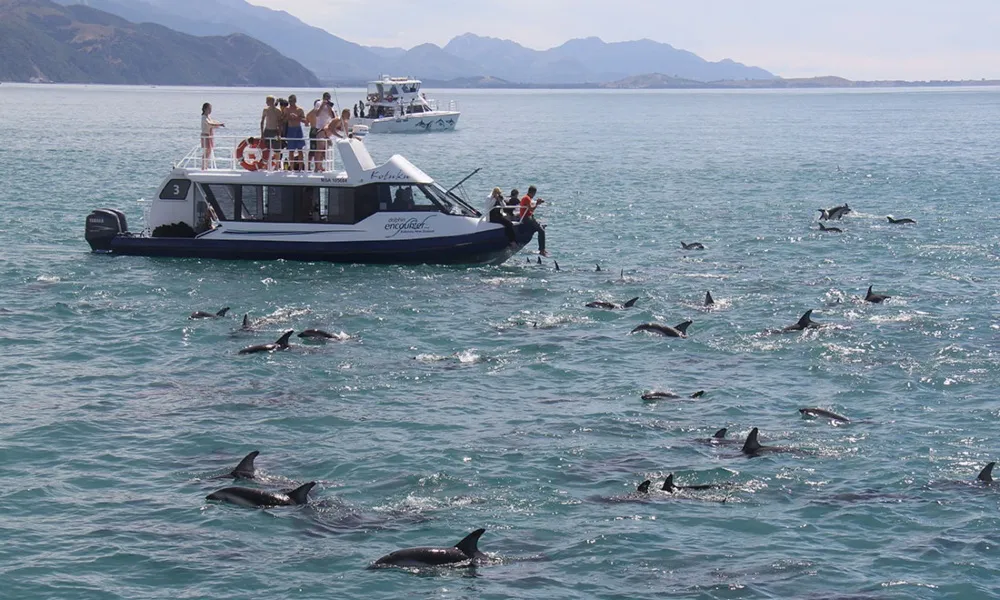 Kaikoura Dolphin Watching Cruise | Everything New Zealand-2