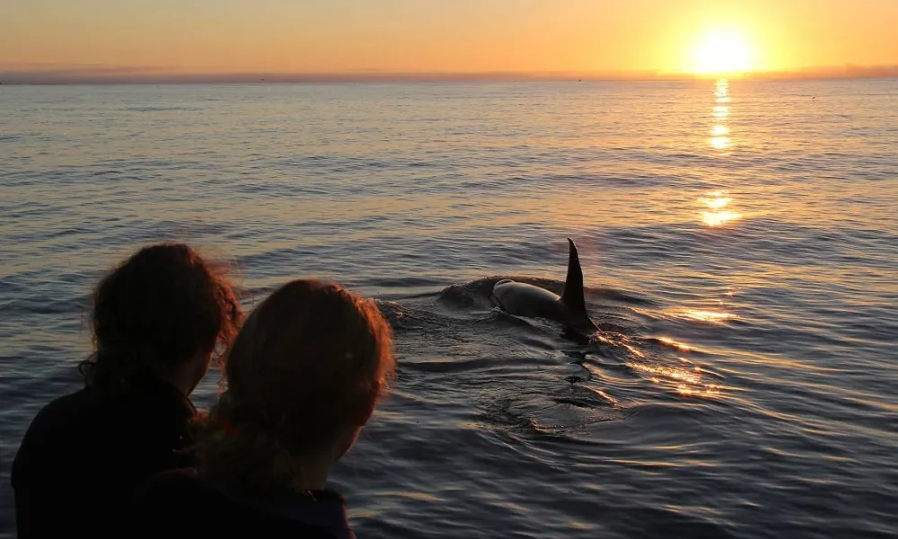 Kaikoura Dolphin Watching Cruise | Everything New Zealand-7