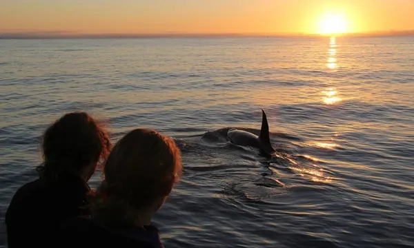 Dolphins Cruise in Kaikoura