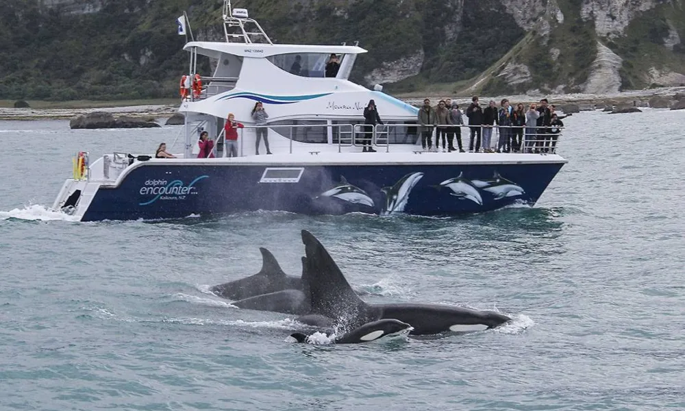 Kaikoura Dolphin Watching Cruise | Everything New Zealand-4