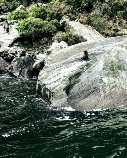 Milford Sound Premium Cruise