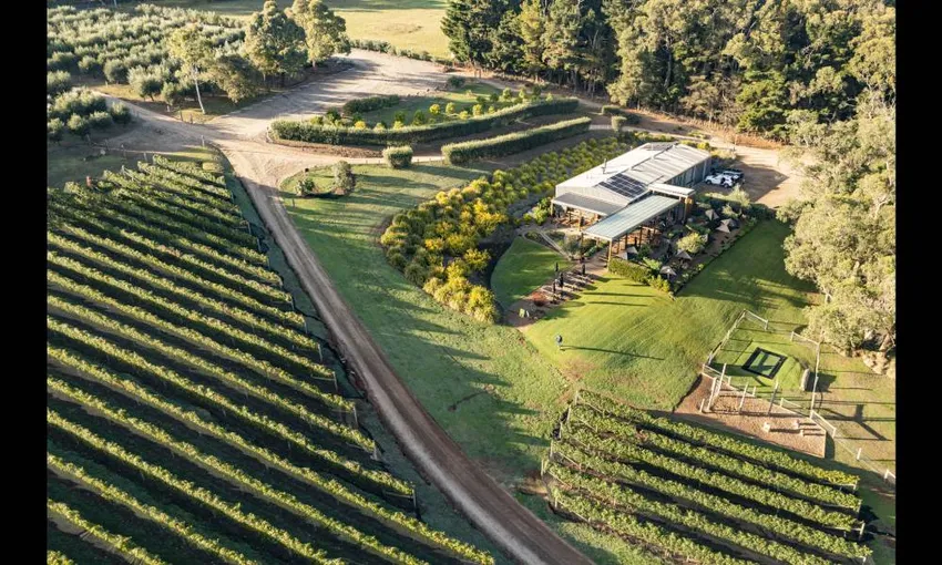 Green Olive Picnic Lunch For 4 - Book Now | Experience Oz