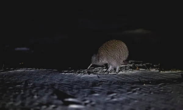 Wild Kiwi Encounter on Stewart Island
