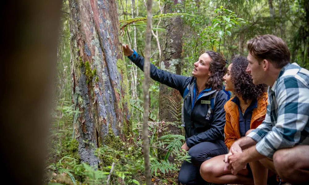Ulva Island Explorer | Everything New Zealand -6