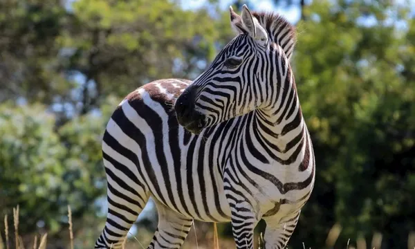 Admission to Orana Wildlife Park