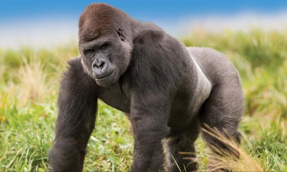 Orana Wildlife Park & Open Range Zoo | Everything New Zealand-4