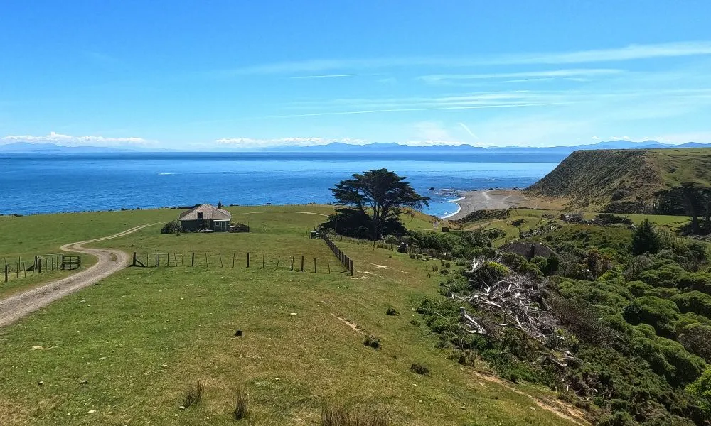 Wellington Seal Coast Safari | Everything New Zealand-1