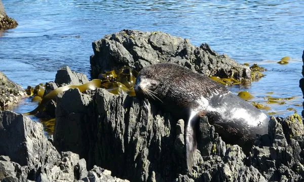 4WD Seal Coast Tour from Wellington