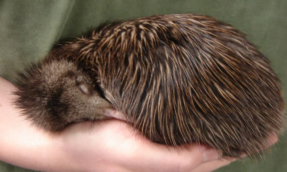 National Kiwi Hatchery Rotorua | Everything New Zealand-6