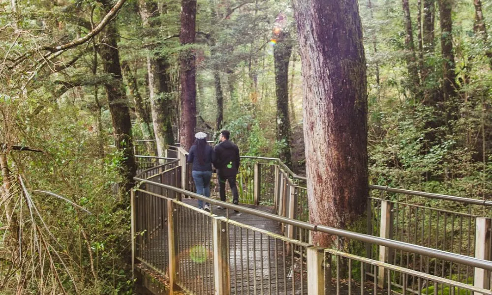 Small Group Milford Sound Coach and Cruise from Te Anau - Fiordland Tours | Everything New Zealand-6