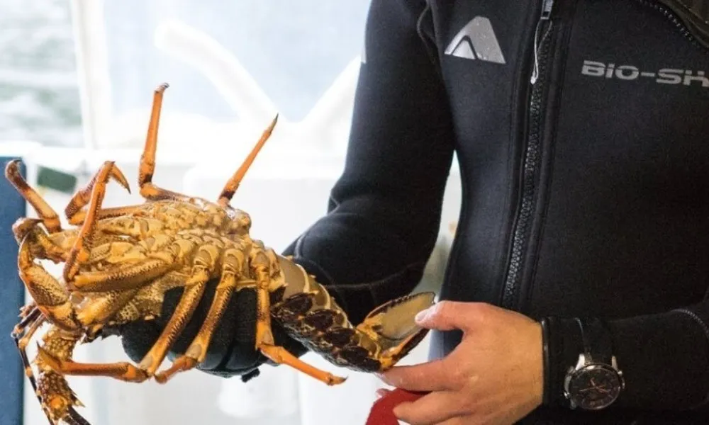 Fiordland Expeditions Overnight Cruise, Doubtful Sound | Everything New Zealand-3