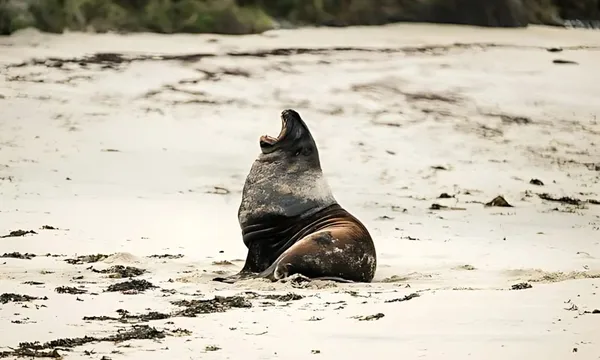 Stewart Island Guided Wilderness Walk