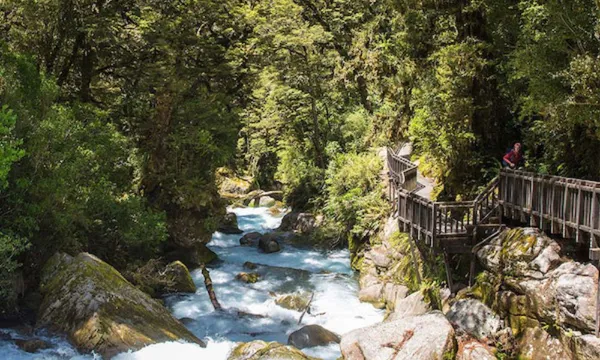 Lake Marian Guided Hike from Te Anau