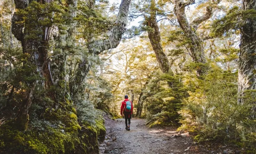 Day Walk & Water Taxi Te Anau | Everything New Zealand