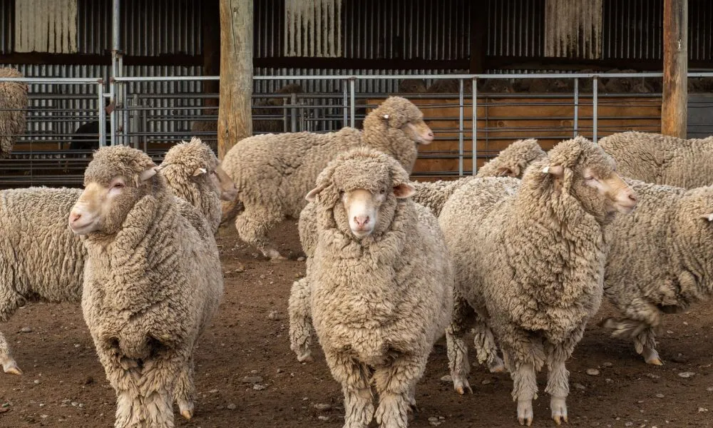 Mount Hay Farm Experience, Lake Tekapo | Everything New Zealand-1
