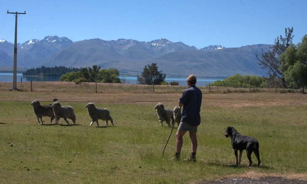 Mount Hay Farm Experience, Lake Tekapo | Everything New Zealand-3