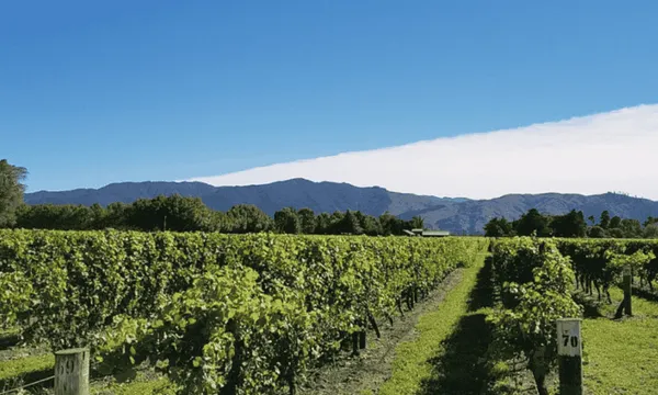 Half Day Afternoon Marlborough Wine Tour from Picton or Blenheim