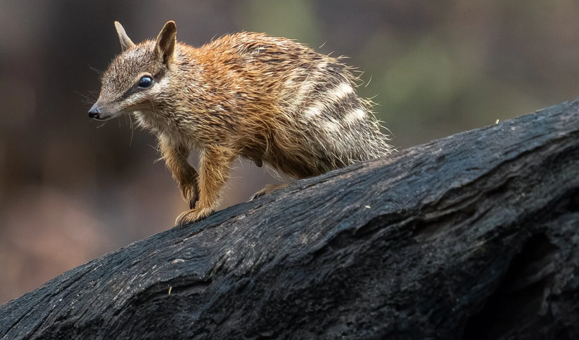 Wildlife Tour, Dinner & Stargazing from Perth | Experience Oz-3