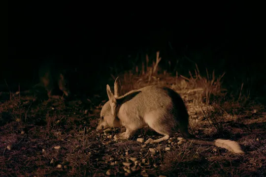 Dryandra Wildlife Tour, Dinner & Stargazing from Perth