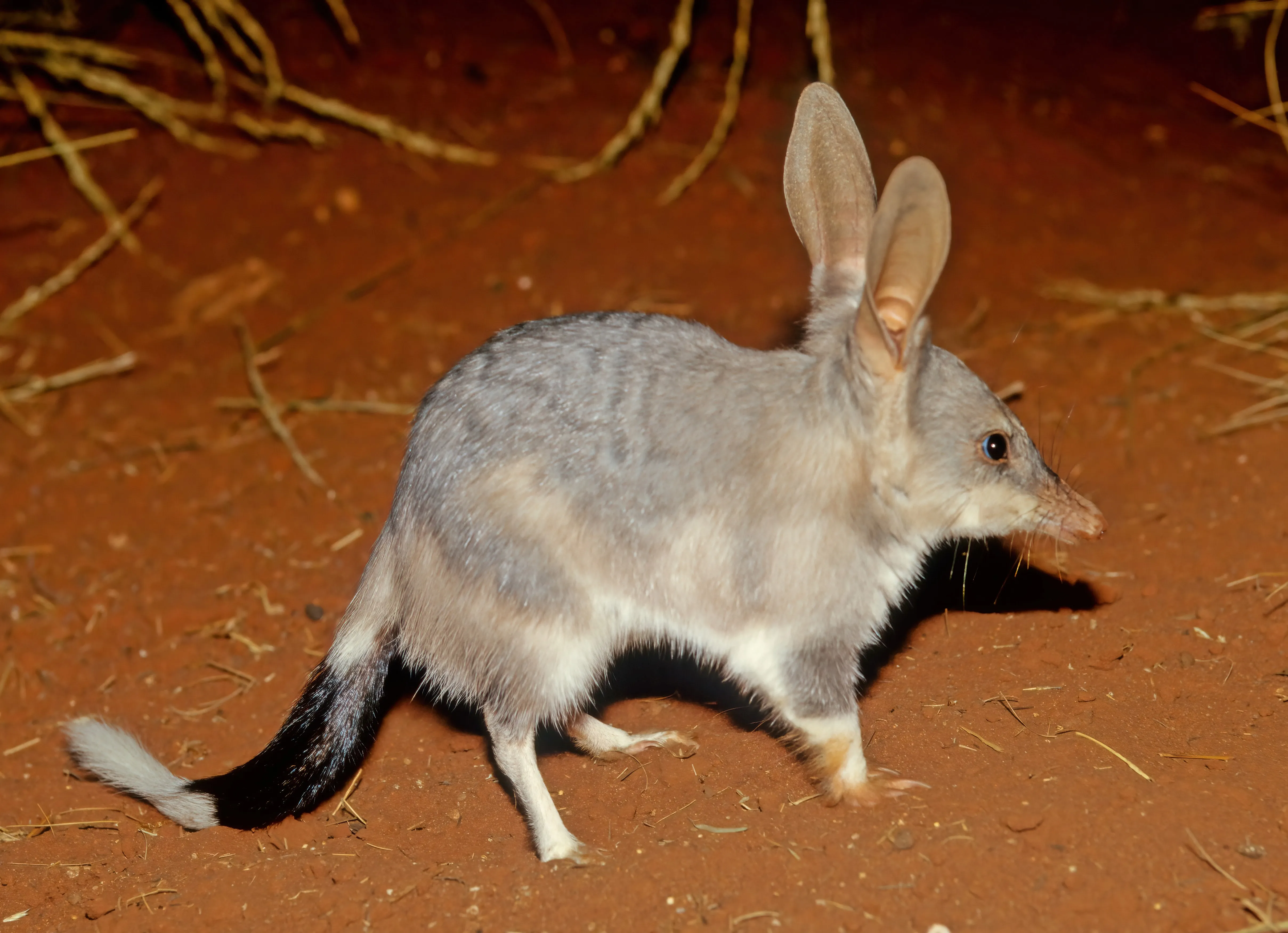 Wildlife Tour, Dinner & Stargazing from Perth | Experience Oz-8