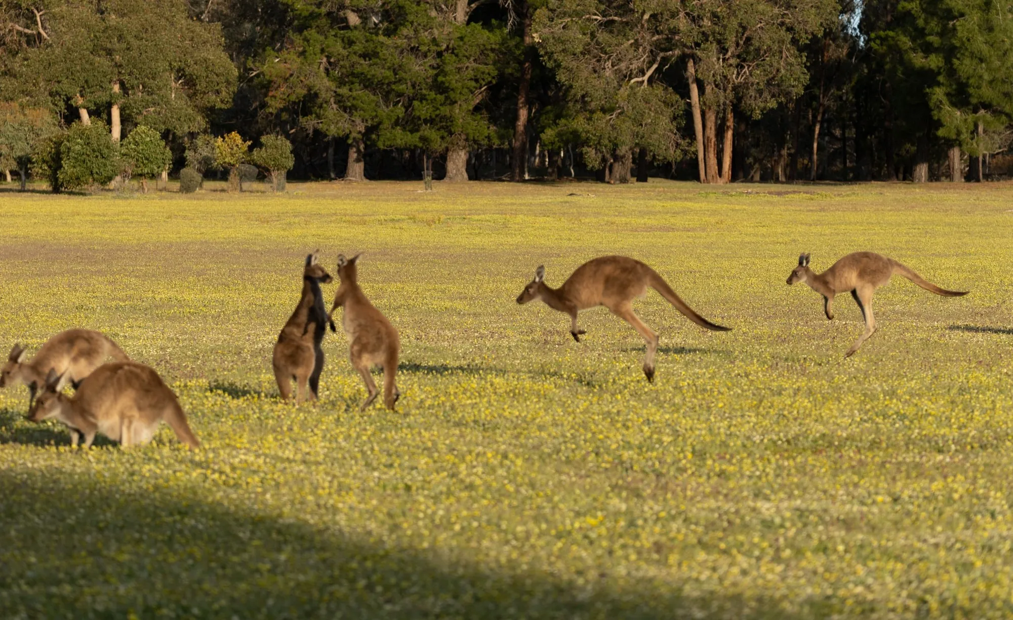 Wildlife Tour, Dinner & Stargazing from Perth | Experience Oz-12