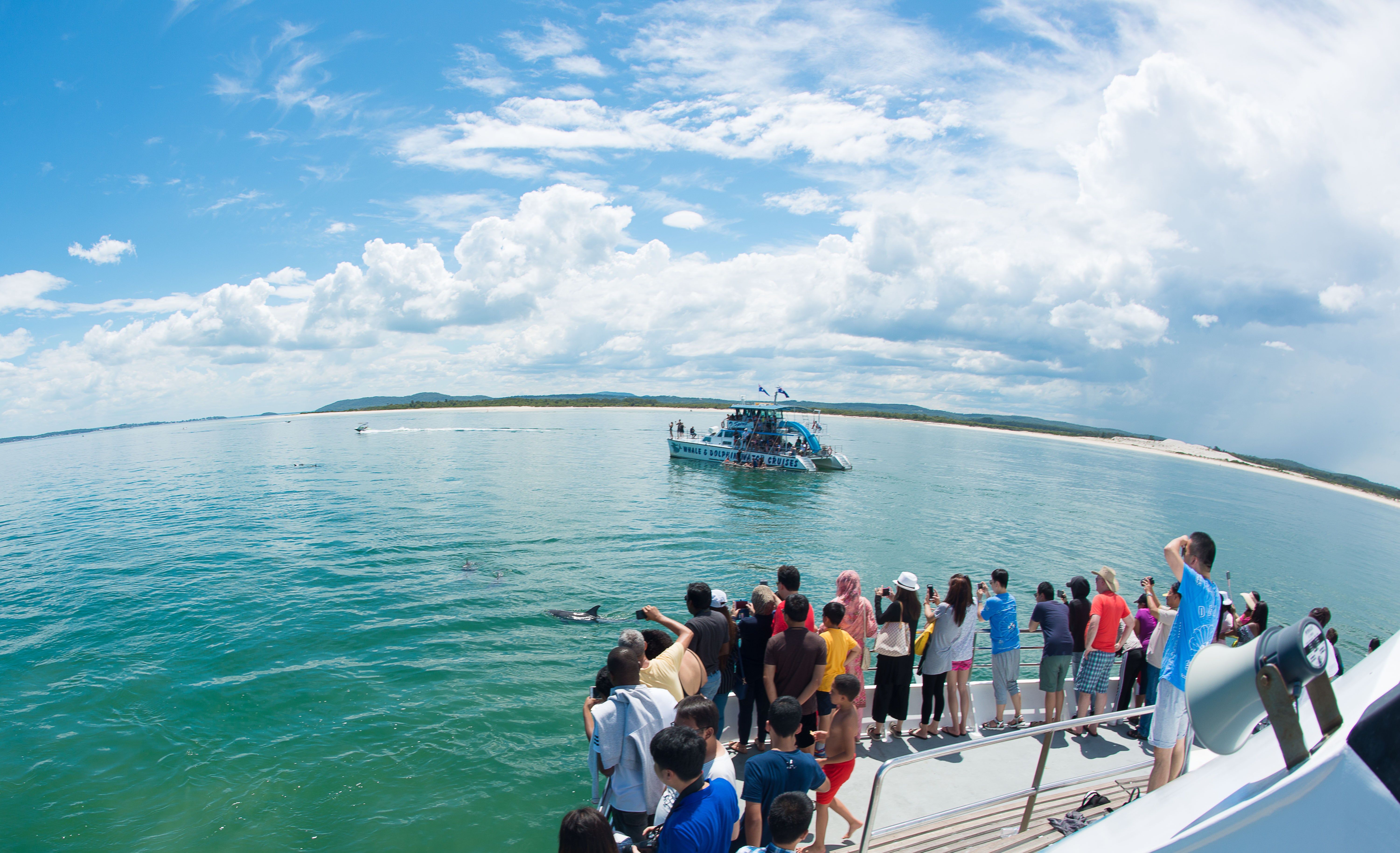 Dolphin Discovery Cruise, 90 Minutes - Port Stephens