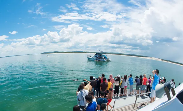 Dolphin Discovery Cruise, 90 Minutes - Port Stephens