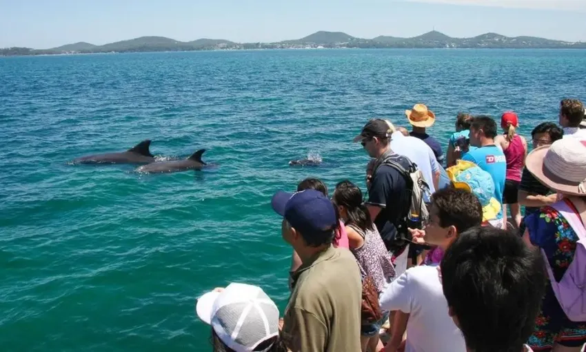 Dolphin Discovery Cruise, 90 Minutes - Port Stephens