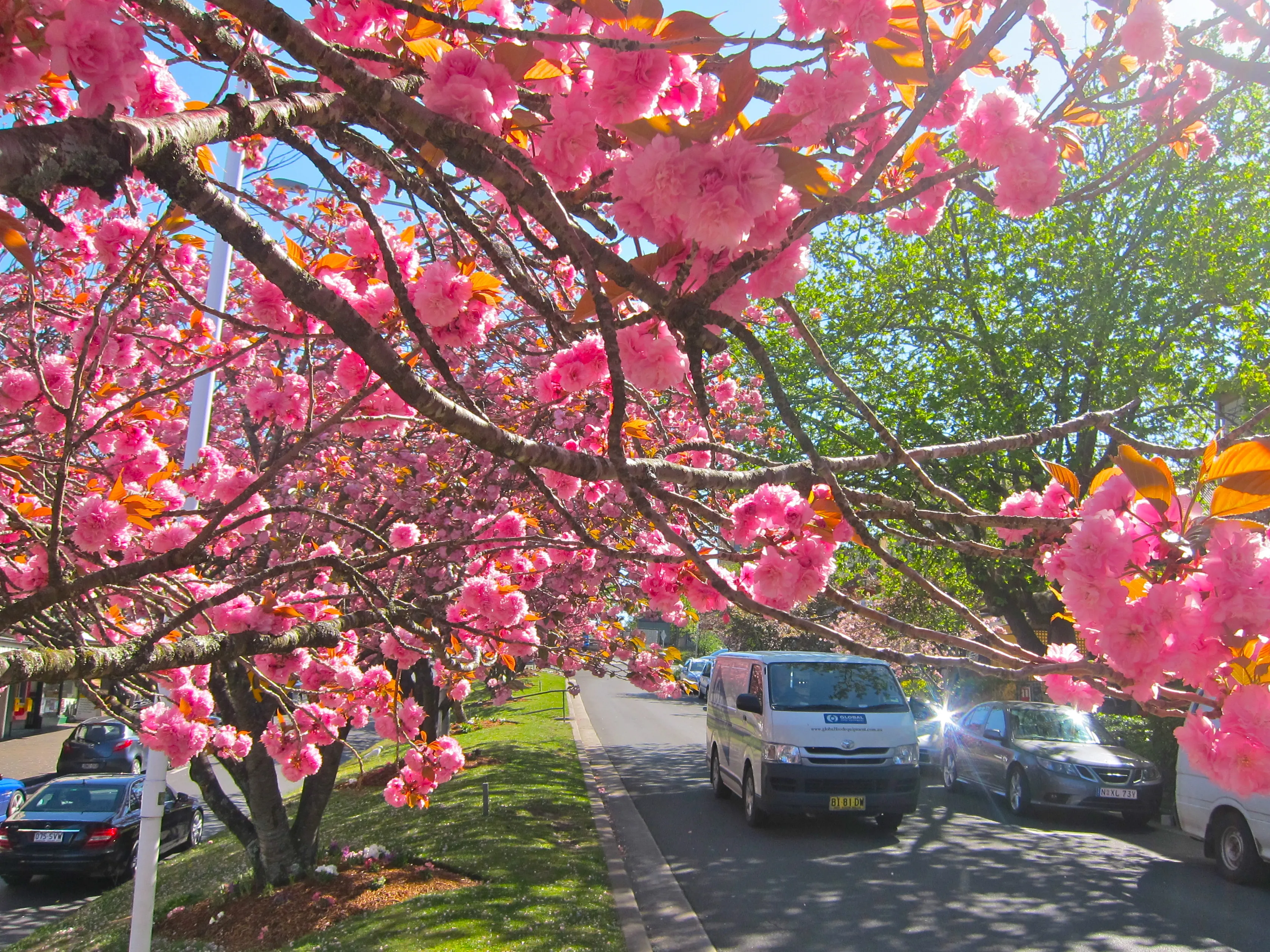 Blue Mountains Scenic World & Tour with Transfers | Experience Oz-9