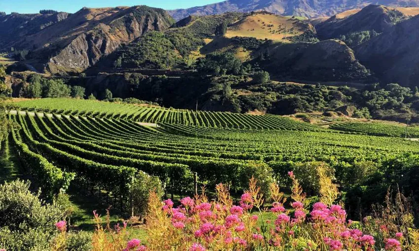 Queenstown Wine Tour & Lunch - Half Day | Experience Oz + NZ
