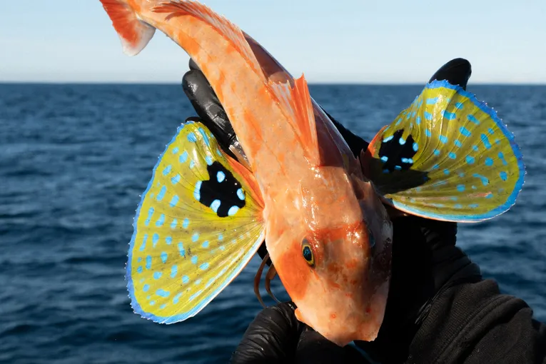 Sorrento Offshore Fishing Charter - Half Day | Experience Oz