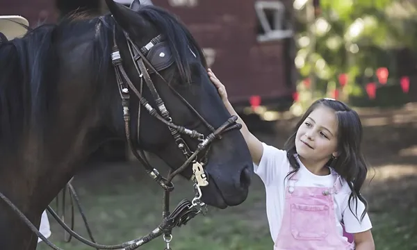Gold Coast Peruvian Paso Horse Riding Lesson – 1 Hour