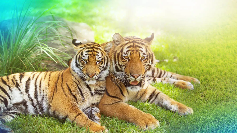 5 Day Dreamworld, WhiteWater World, SkyPoint Pass | Experience Oz-5