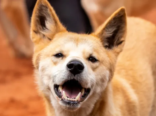 5 Day Dreamworld, WhiteWater World, SkyPoint Pass | Experience Oz-12