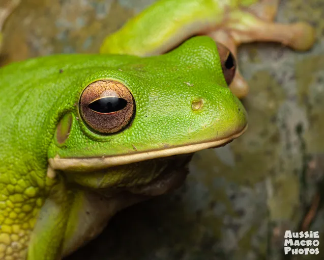Cairns Botanic Gardens Night Walk - 1 Hour | Experience Oz