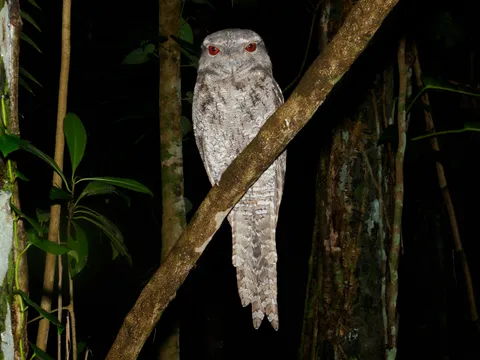Cairns Botanic Gardens Night Walk Adventure - 1 Hour